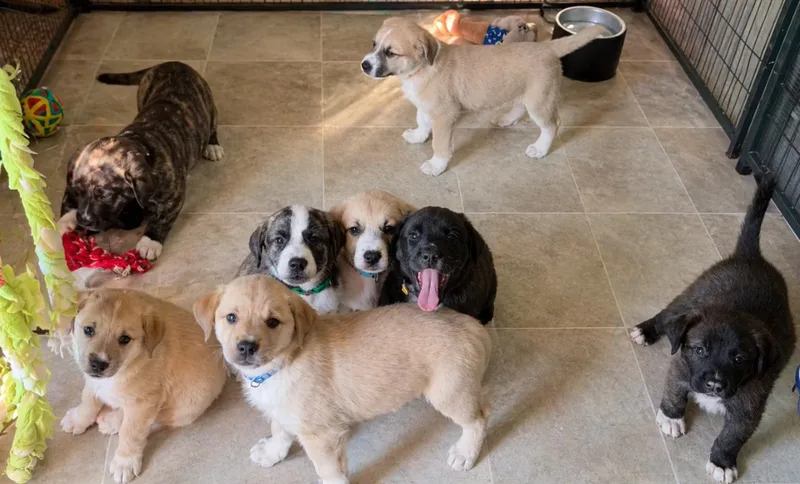 The Gold Medal Litter thumbnail 2