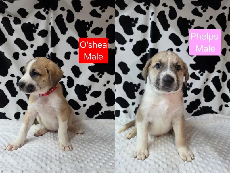 The Gold Medal Litter thumbnail 3