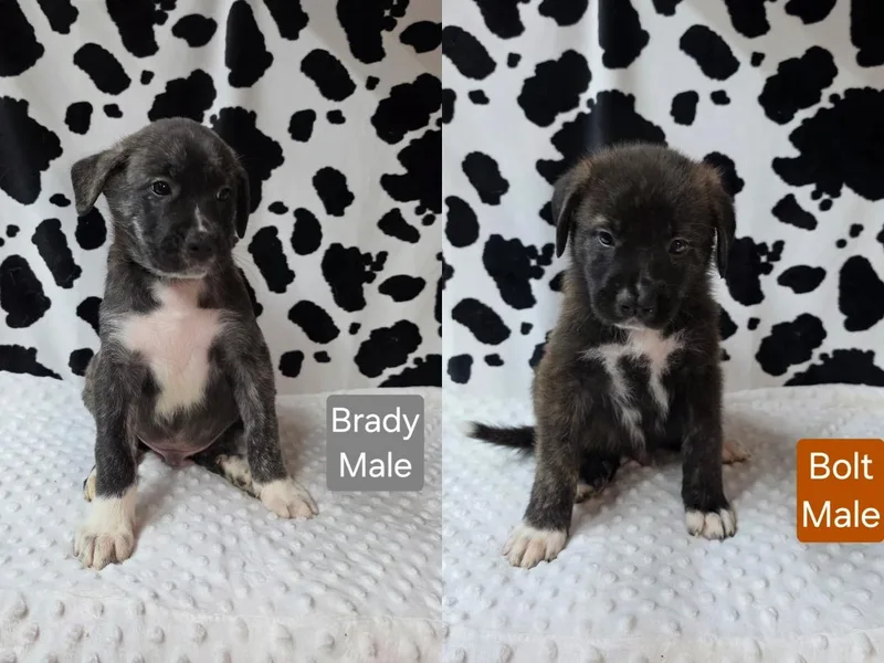 The Gold Medal Litter thumbnail 4