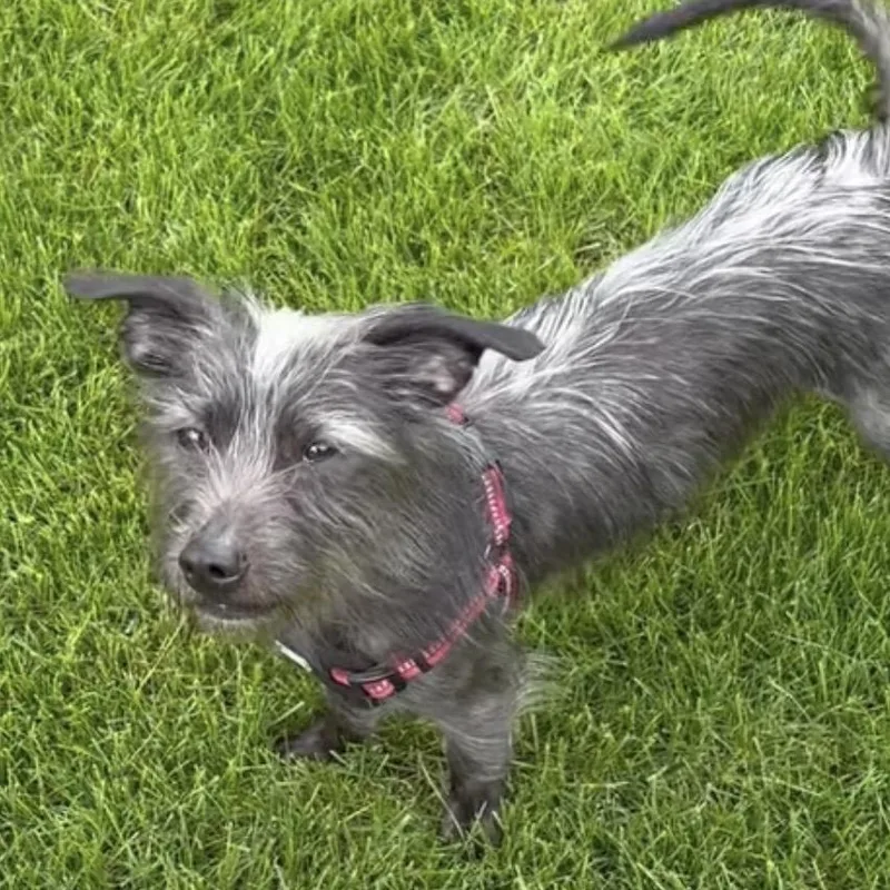 An adult small-sized male Black Mixed Breed dog named Taz for adoption in Hinsdale, IL