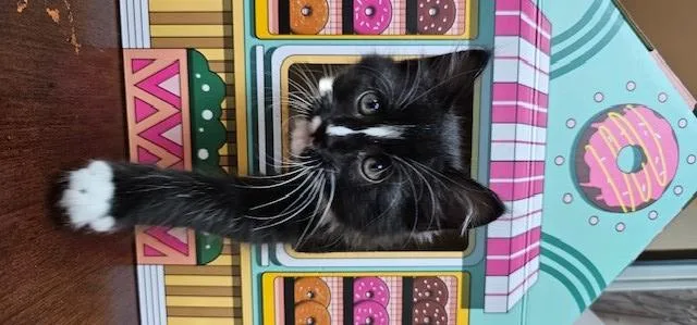 A baby small-sized male Domestic Short Hair cat named Cooper for adoption in Clinton Township, MI