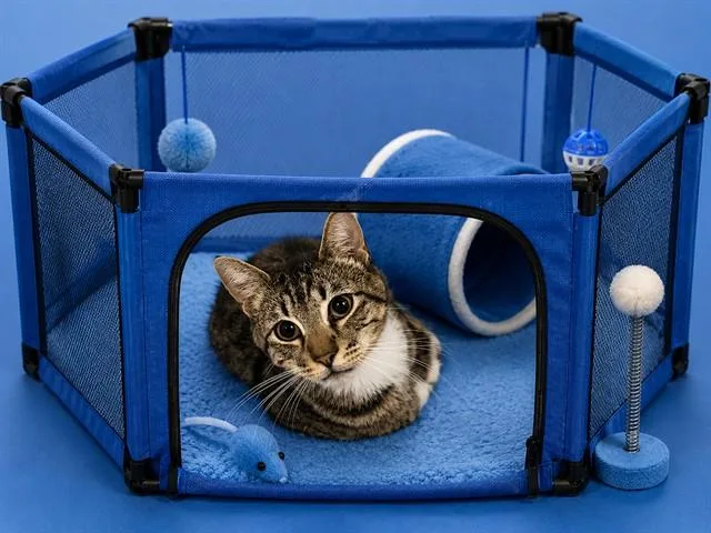A young small-sized male Domestic Short Hair cat named Dallas for adoption in Miami, FL