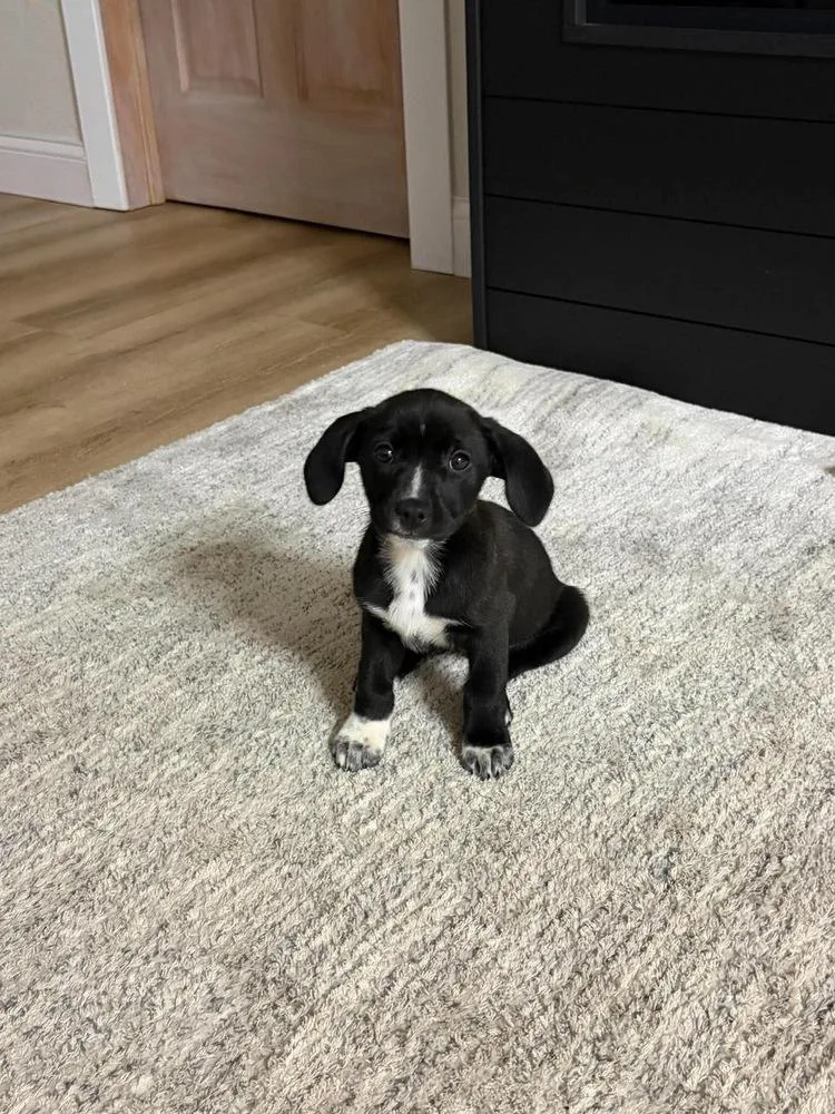 A baby small-sized female Tricolor (Brown, Black, & White) Dachshund dog named Star Crunch for adoption in Rockland, WI