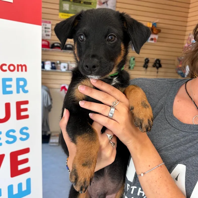 A baby small-sized male Black Mixed Breed dog named Morey for adoption in Morrisville, VT