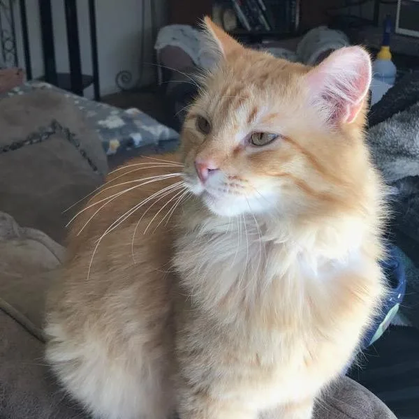 Nubbins