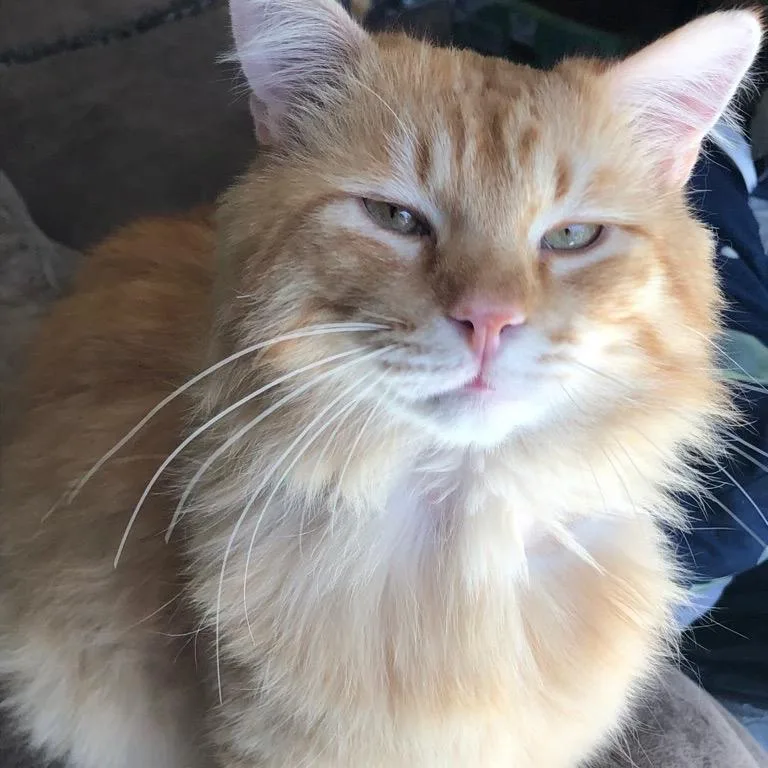 Nubbins thumbnail 2