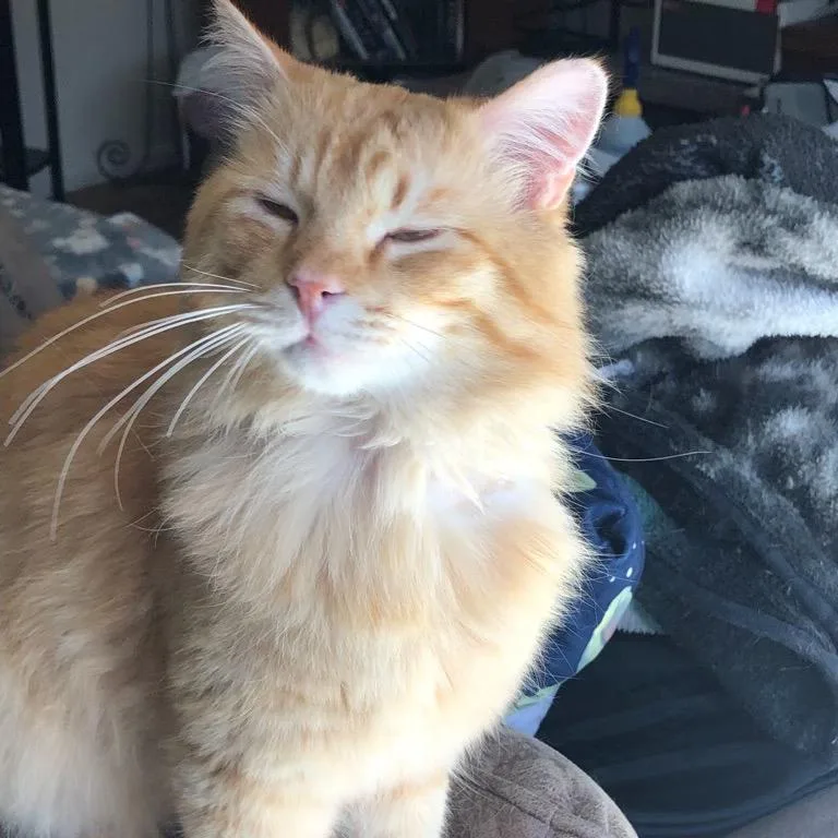 Nubbins thumbnail 4