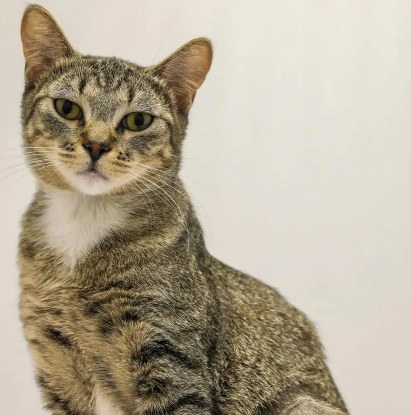 Cat Cafe Fruitcake