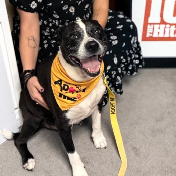 A senior medium-sized male Black Mixed Breed dog named Bebo for adoption in Titusville, FL