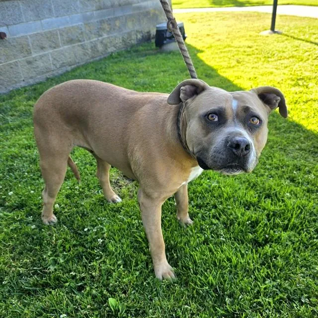 A young medium-sized female Pit Bull Terrier dog named Tippy for adoption in Long Beach, CA