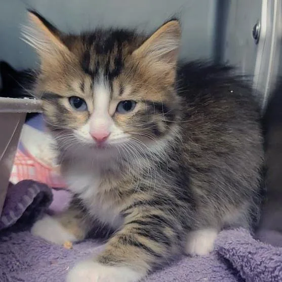 A baby medium-sized female Brown / Chocolate Domestic Short Hair cat named The News for adoption in Plover, WI