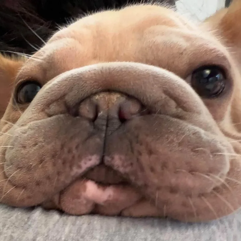 An adult small-sized female French Bulldog dog named Raina for adoption in Huber Heights, OH