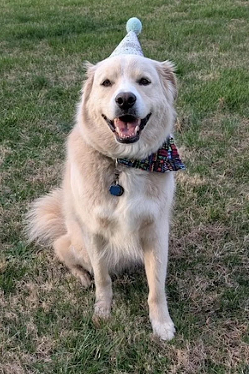 An adult large-sized male Apricot / Beige German Shepherd Dog dog named Benson for adoption in Amherst, MA