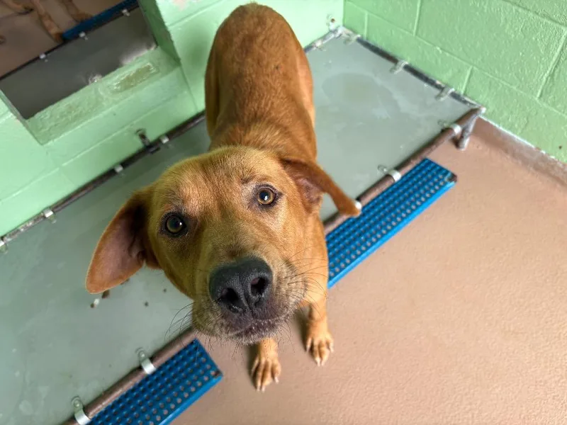 An adult large-sized male Labrador Retriever dog named Diego for adoption in Nacogdoches, TX
