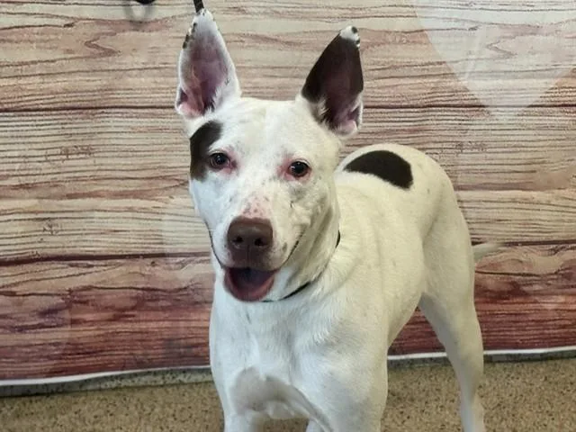 An adult large-sized female Pit Bull Terrier dog named Aria for adoption in Miami, FL