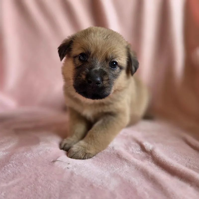 A baby medium-sized female Yellow / Tan / Blond / Fawn Shepherd dog named Eloise for adoption in Chattanooga, TN