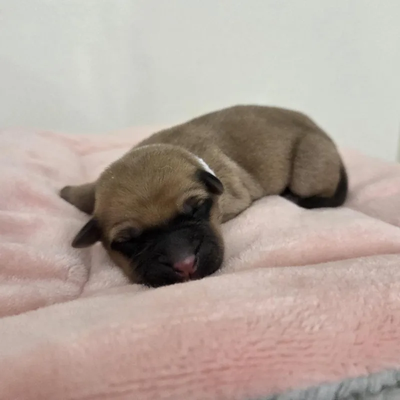 Eloise thumbnail 3