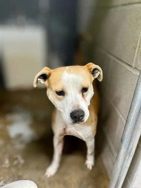 An adult large-sized female American Staffordshire Terrier dog named Daisy for adoption in Chester, SC
