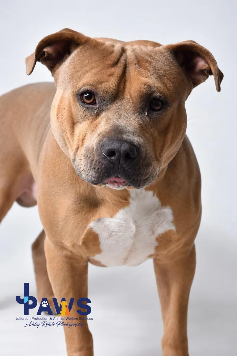 A young large-sized male Brown / Chocolate Pit Bull Terrier dog named Papa Bear for adoption in Harvey , LA