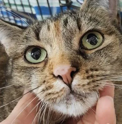 An adult medium-sized female Calico cat named Tamiya for adoption in Monrovia, CA