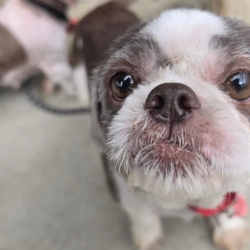 An adult small-sized female White / Cream Shih Tzu dog named Marigold for adoption in Delaware, OH