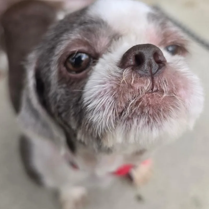 Marigold thumbnail 2