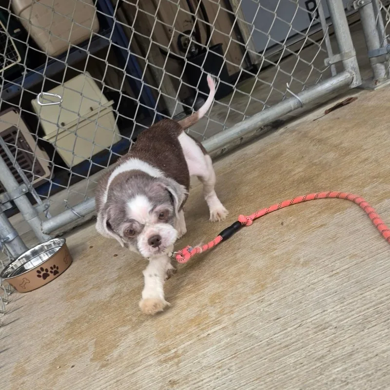 Marigold thumbnail 3