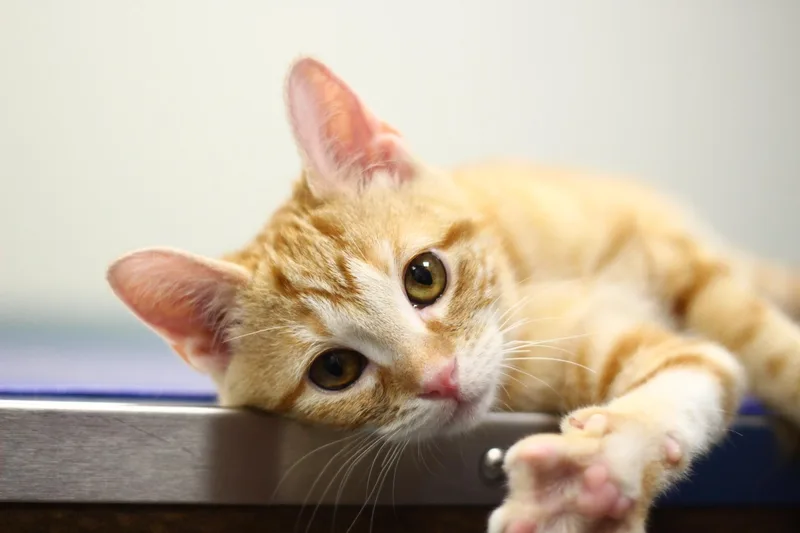 A young small-sized female Domestic Short Hair cat named Brie for adoption in Toledo, OH