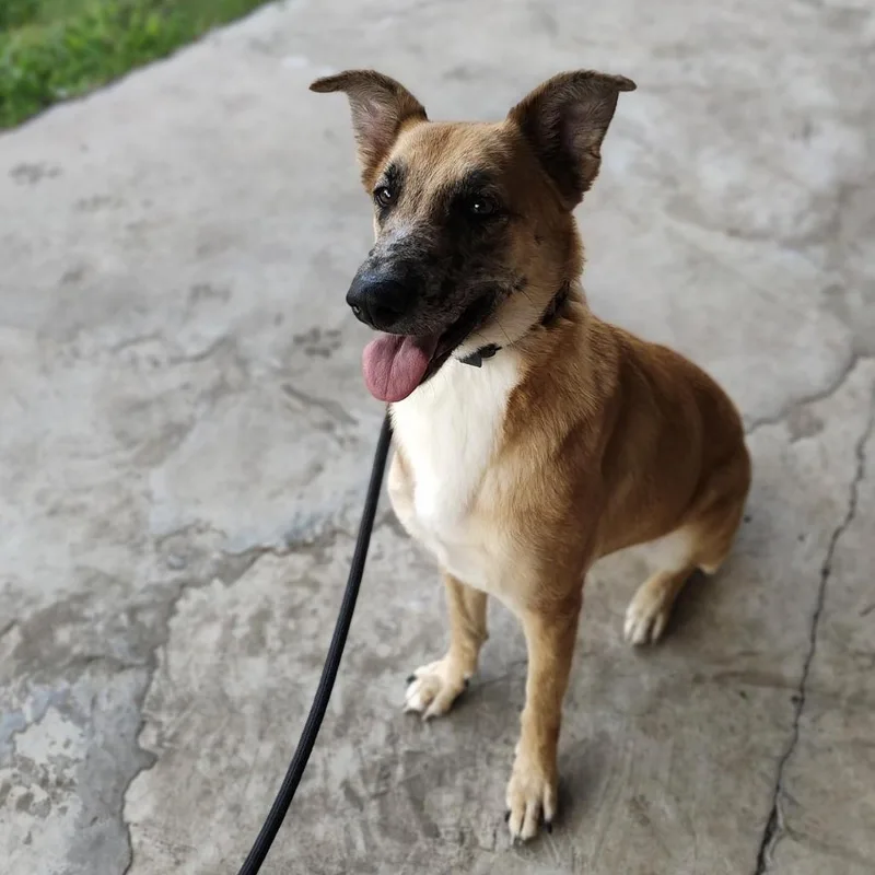 An adult medium-sized female Black German Shepherd Dog dog named Tater for adoption in Houston, TX