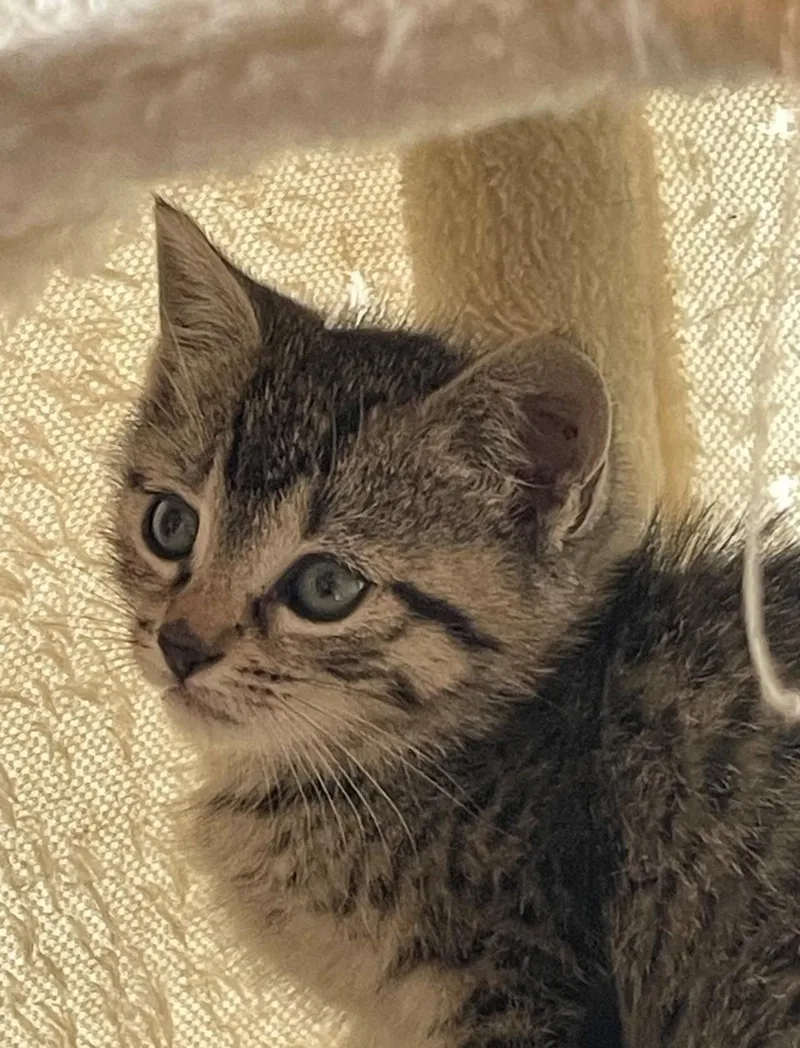 A baby small-sized female Tabby (Brown / Chocolate) Domestic Short Hair cat named Wren for adoption in Hawthorne, NJ