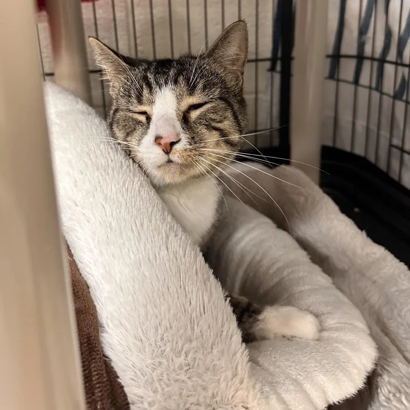An adult medium-sized male Brown / Chocolate Domestic Short Hair cat named Disco for adoption in Rocky Mount, VA