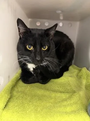 An adult medium-sized male Domestic Short Hair cat named Link for adoption in Daytona Beach, FL