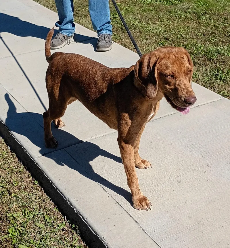 A young medium-sized female Catahoula Leopard Dog dog named Rita for adoption in Maynardville, TN