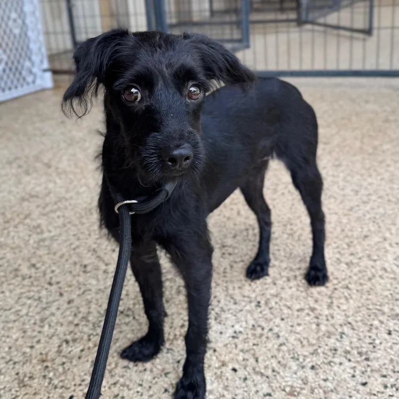 A young small-sized female Black Miniature Poodle dog named Brie Eloise for adoption in Houston, TX