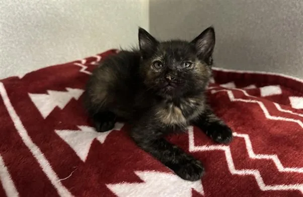 A baby medium-sized female Domestic Short Hair cat named Isabella for adoption in Dallas, TX