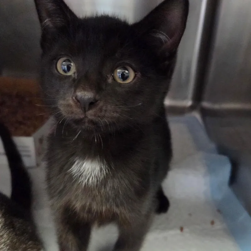 A baby medium-sized male Domestic Short Hair cat named Arroz for adoption in Warwick, RI