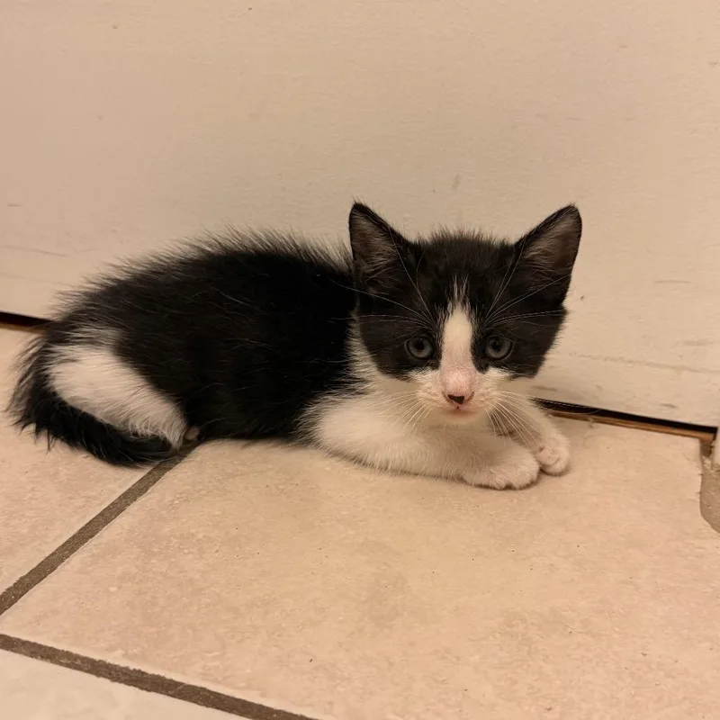 A baby small-sized male Black Domestic Short Hair cat named Troy for adoption in Long Beach, CA