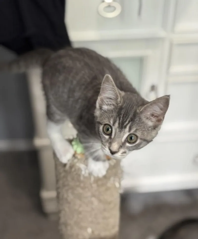 A young medium-sized female Gray / Blue / Silver Domestic Short Hair cat named Trixie for adoption in North Babylon, NY