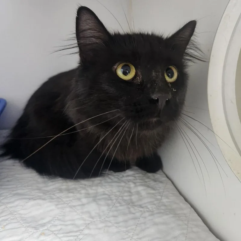 A young small-sized male Domestic Long Hair cat named Dracula for adoption in Walnutport, PA