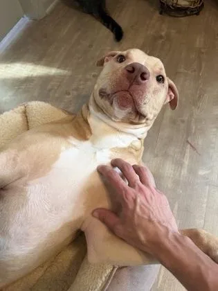 An adult large-sized male Mixed Breed dog named Goofy Goober for adoption in Chamblee, GA