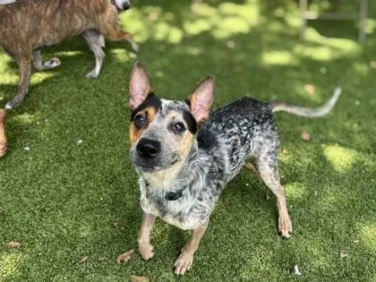 An adult medium-sized male Cattle Dog dog named Kai for adoption in Gainesville, FL