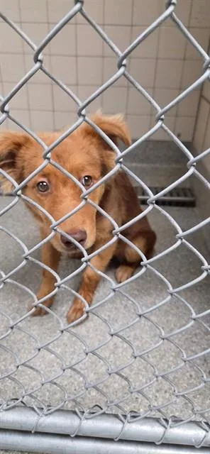 A young small-sized female Australian Shepherd dog named A for adoption in Pasadena, TX