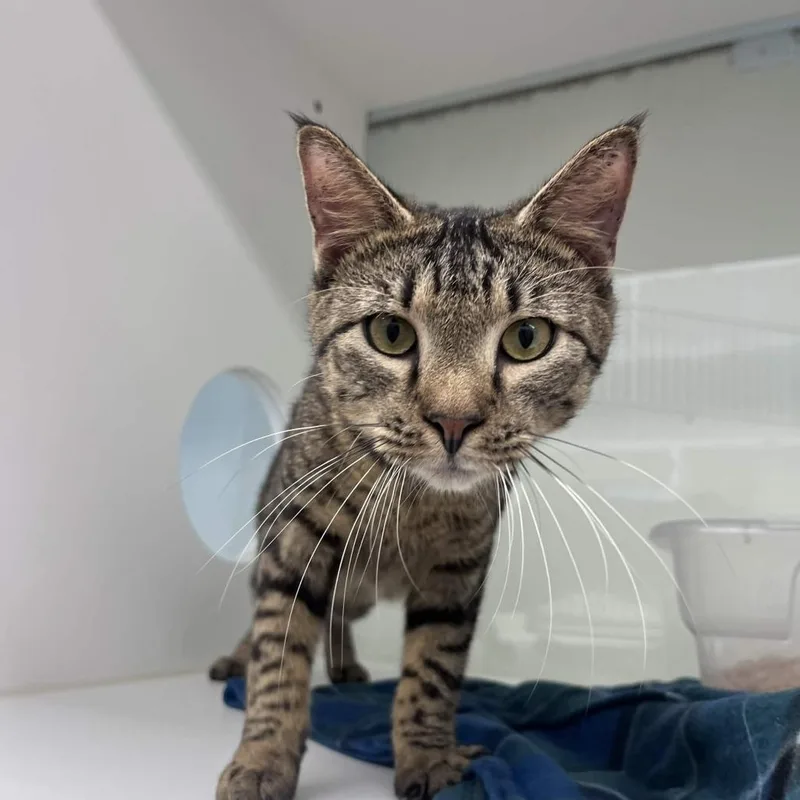 An adult medium-sized male Brown / Chocolate Domestic Short Hair cat named Crush for adoption in Beaumont, TX