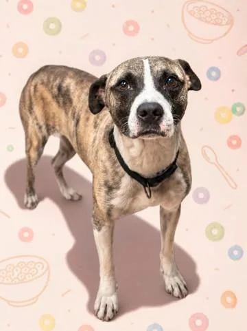 An adult medium-sized male Mixed Breed dog named Cereal for adoption in Jacksonville, FL