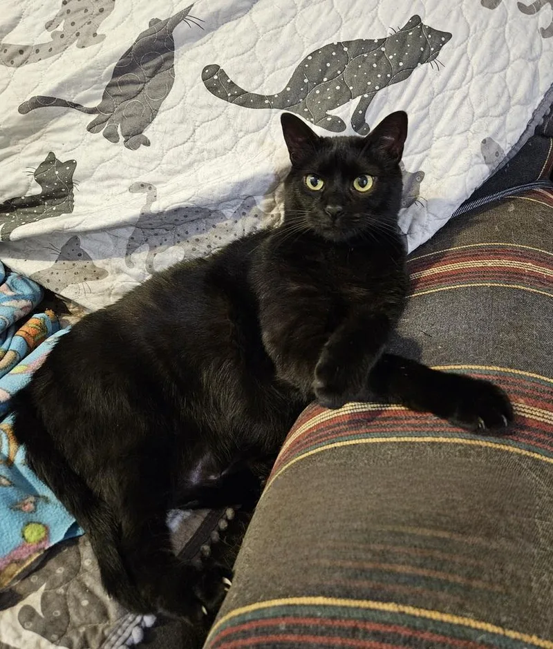 Handsome thumbnail 3