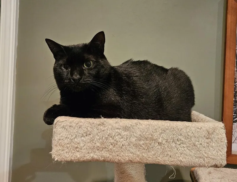 Handsome thumbnail 4