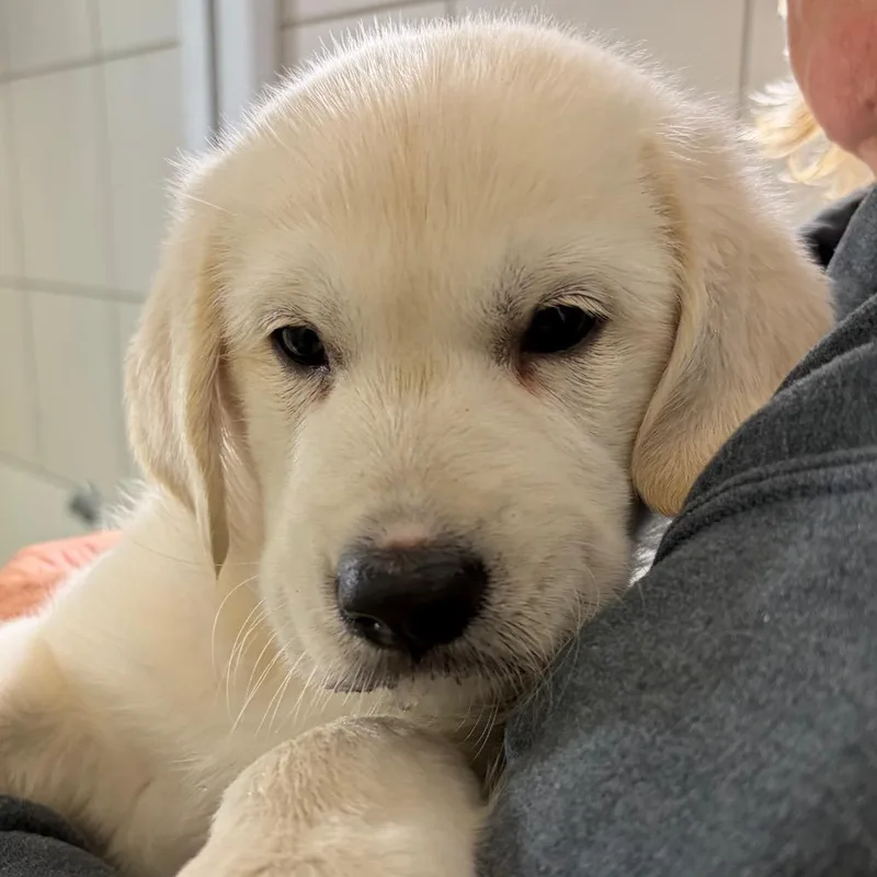 A baby small-sized male Golden Retriever dog named Butler for adoption in Middletown, RI