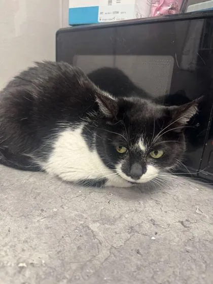 A senior small-sized female Domestic Short Hair cat named Star for adoption in Sevierville, TN