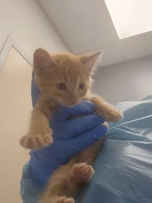 A baby small-sized female Domestic Short Hair cat named Basketball for adoption in Roseville, CA