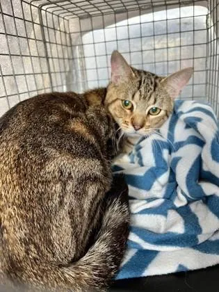 An adult medium-sized male Domestic Short Hair cat named Bubby for adoption in Port Allen, LA